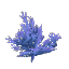 Blue Coral Bush