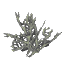 Grey Coral Bush