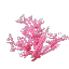 Pink Coral Bush
