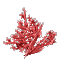 Red Coral Bush