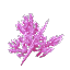 Violet Coral Bush