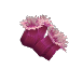 Sea Anemone