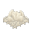 White Mushroom Mycelium