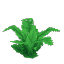 Fern