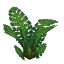 Jungle Fern