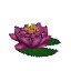 Purple Waterlily