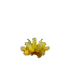 Prototype - Yellow Cactus Flower