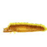 Eel Moray