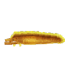 Eel Moray